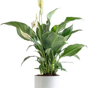 Costa Farms Peace Lily Houseplant Gift