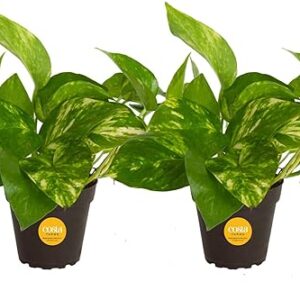 Costa Farms Pothos Live Plants (2-Pack)