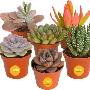 Costa Farms Succulents 6 Pack Variety