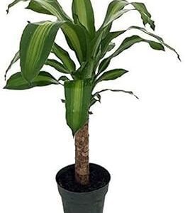 Creme & Green Corn Dracaena - 6" Pot