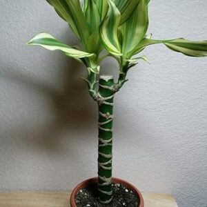 Creme & Green Dracaena - 6" Pot