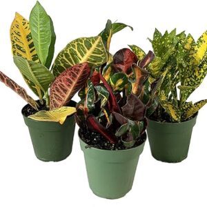 Croton Collection: 3 Live Tropical Plants