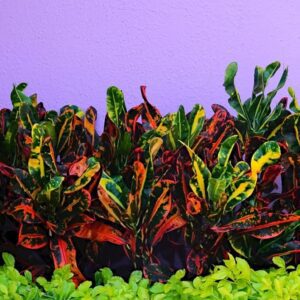 Croton Live Plant in 4-Inch Pot