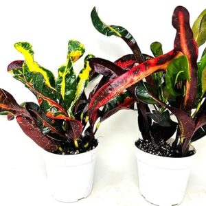 Croton Mammy 2-Pack Houseplants