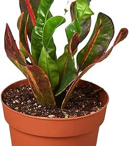 Croton Mammy Live Houseplant in 4'' & 6'' Pot