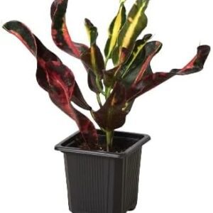 Croton 'Mammy' - Live Indoor Plant