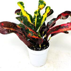 Croton Mammy Live Plant - Easy Care