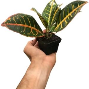 Croton 'Petra' Indoor Plant in 3" Pot