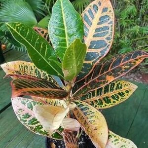 Croton Petra Live House Plant