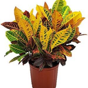 Croton Petra Plant - Live Tropical Foliage