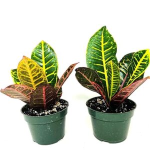 Croton Plant 2PACK 4 inch Pot