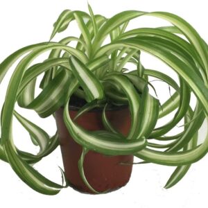 Curly Spider Plant - Air Purifier - 4" Pot