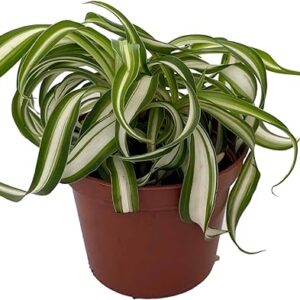 Curly Spider Plant - Air Purifying