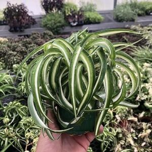 Curly Spider Plant: Large, Healthy, Low-Maintenance