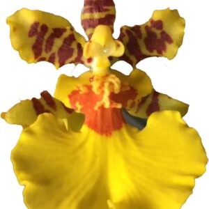 Dancing Lady Orchid - Easy to Grow