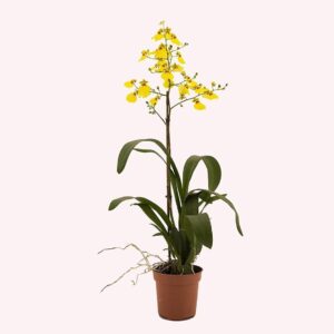 Dancing Lady Orchid in 4" Pot