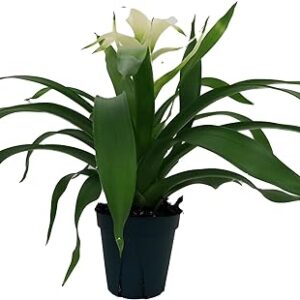 Deseo White Vase Plant - Bromeliad