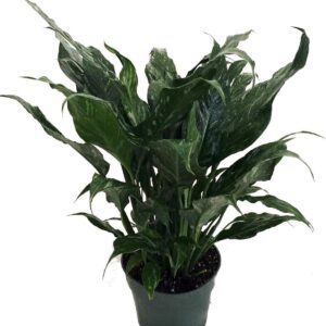 Disco Peace Lily - New - Easy