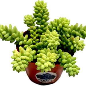 Donkey Tails Trailing Succulent Plant