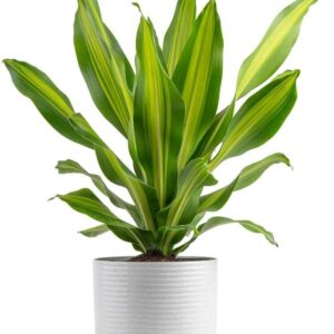 Dracaena Golden Heart Indoor Plant Set