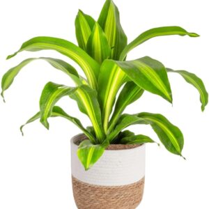 Dracaena Golden Heart Live Indoor Plant