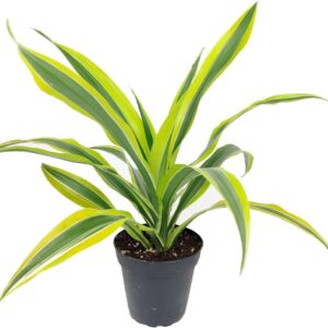 Dracaena Lemon Lime - Air-Purifying Houseplant