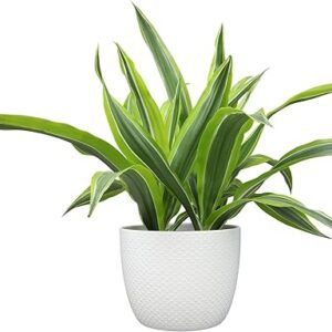 Dracaena Lemon Lime in White Pot