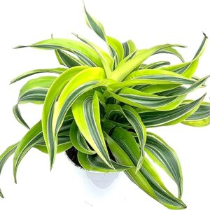 Dracaena Lemon Surprise Air Purifier