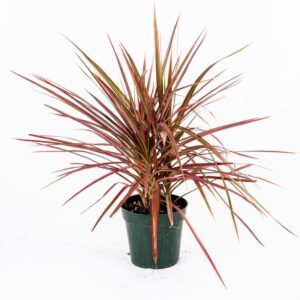 Dracaena Marginata Colorama Plant in 6" Pot