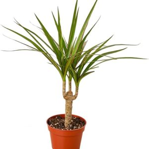 Dracaena Marginata Live Plant in Pots