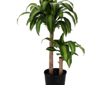 Dracaena Massangeana Corn Plant in 10" Pot