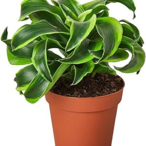 Dracaena 'Tornado' Live Indoor Plant