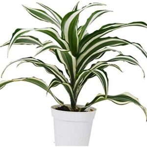 Dracaena 'Warneckii White Jewel' in 4" Pot