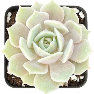 Echeveria Lola Mini Succulent in Pot