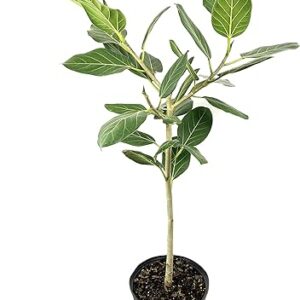 Ficus Audrey Standard - 10 Inch Pot