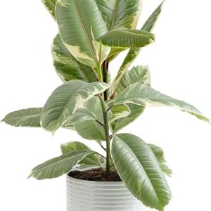 Ficus Tineke Live Plant in Decorative Planter