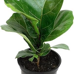 Fiddle Leaf Fig Tree for Pets