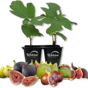 Fig Tree Variety Pack - Live Starter Plants