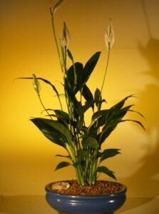 Flowering Peace Lily Bonsai Tree