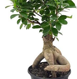 Ginseng Ficus Live Bonsai Plant