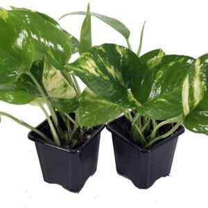 Golden Devil's Ivy - Pothos Duo