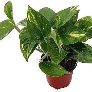 Golden Devil's Ivy Pothos Live Plant