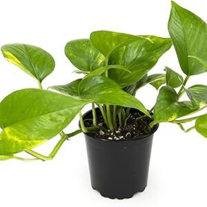 Golden Pothos Live Houseplant Vine