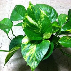 Golden Pothos Live Plant in 3" Pot