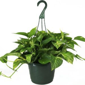 Golden Pothos Plant in Hanging Basket