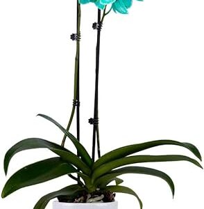 Green Orchid Plant - Fresh Home Décor