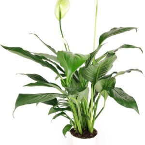 Green Peace Lily Indoor Houseplant