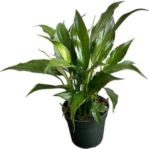 Green Peace Lily - Live Indoor Plant