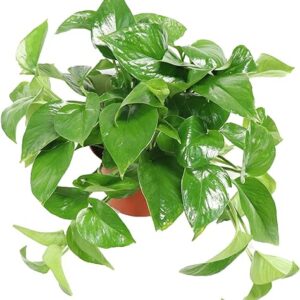 Green Queen Pothos 6" from California Tropicals