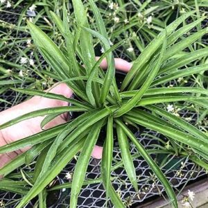 Green Spider Plant: Low Maintenance Air Purifier